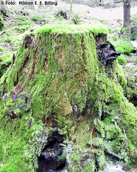 Stubbe