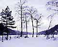 N�klevann morgendis