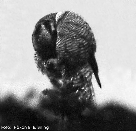 Surnia ulula - Pussing