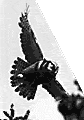 Flukt 1